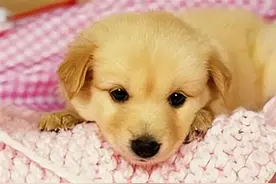 新手养狗必备攻略，看这一篇就够了！很简单！图片