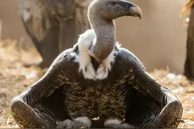 仅仅45分钟，女驴友只剩一副白骨，食腐的秃鹫为啥突然攻击活物？图片