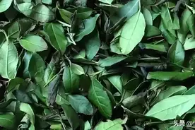 除了香型，铁观音居然还能这样分类图片