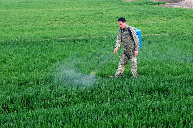 河南60亩小麦疑因药害绝产，“万能除草剂”甲基二磺隆是宝还是害