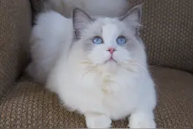 布偶猫花色傻傻分不清楚，基本看这3个方面就够了图片