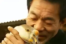 河北男子孵出“神鹅”，22年后商人重金求购，男子回绝：百万不卖图片