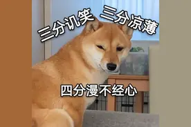 为什么养柴犬的人少了？再可爱，始终逃不过这几点图片