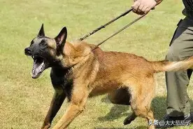 古代没狂犬疫苗，被狗咬了怎么办？有一土方1800年前就在用图片