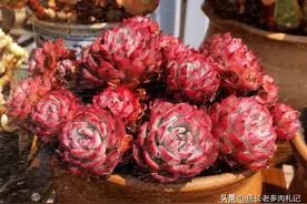 生命力顽强如“野草”的12款多肉，太适合刚入坑的新手朋友养了图片