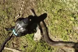 如果你落入蟒蛇腹中，能否划开蛇肚出逃？美国科学家曾亲身实验图片