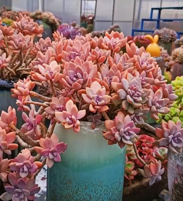 冬美人之所以被命名为"冬美人",完全是因为人家耐冻