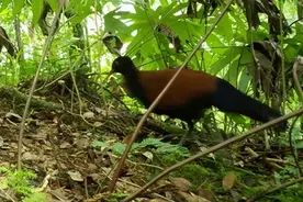 鸟中独角兽再现！时隔140年原来没灭绝，研究人员称或有更多惊喜图片