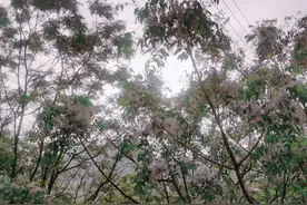 言必行，行必果图片