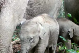 柬埔寨现有约600头野生大象！图片