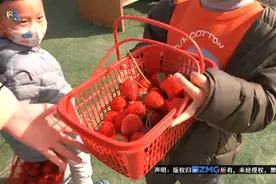 又到“草莓季” 带上孩子可冲！图片