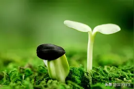 汉字植物：草本初生“甲乙、蒙蔽、萌芽”的不同状态汉字思维表述图片