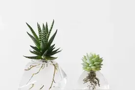 儿子作文—我和孙悟空过一天图片