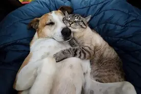 猫竟给老鼠当妈妈，35个温暖人心的真实宠物故事图片