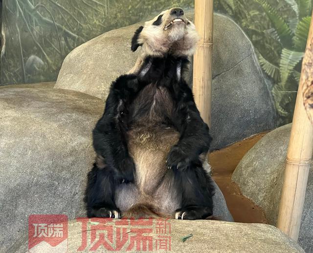 照顾熊猫丫丫的专家已抵达美国
