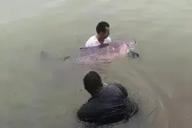 2019年，徐州云龙湖184斤大青鱼被人钓上岸后放生，鱼还在里面吗图片