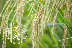 明天芒种，要开始吃“3果2菜1肉”了，解暑开胃，助你顺利过夏天图片