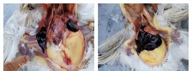 关于饲料营养的3个错误认知，你重视了吗？