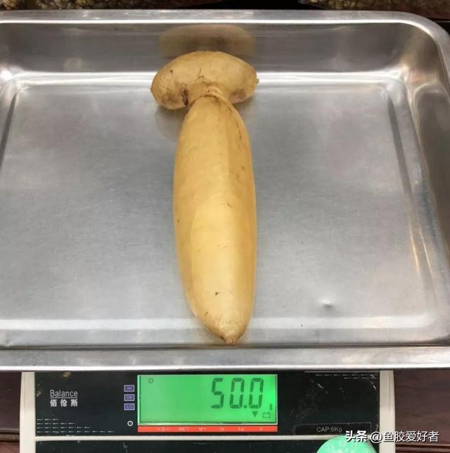 鱼胶价钱按克算的吗 2025年鱼胶一克多少钱