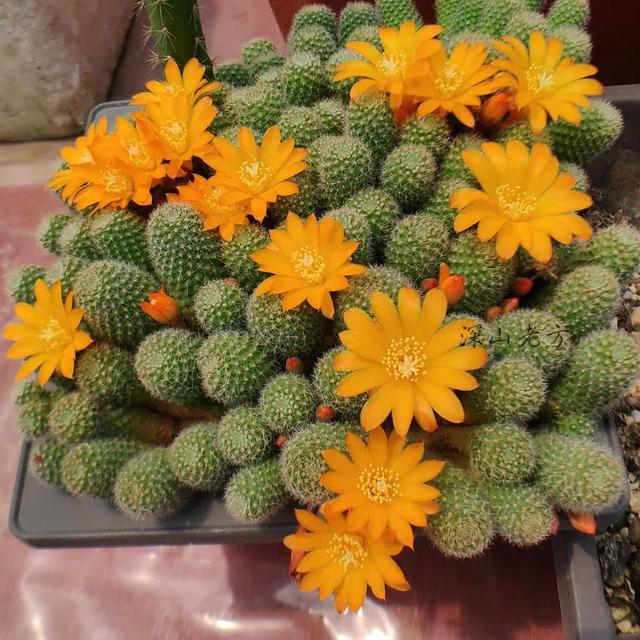 8款开花仙人球,又美又好养,花大色艳,超赞