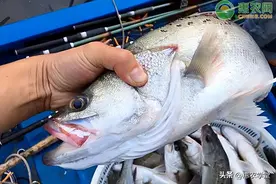 鲈鱼批发价格多少钱一斤？买鲈鱼怎么挑？图片