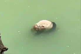 网友发野生大熊猫“溺亡”视频引关注，专家解答大熊猫是否会游泳溺亡问题图片