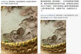 关于蓝环章鱼，你完全了解了吗？图片