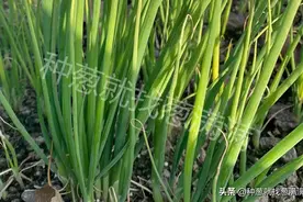 大葱秋季育苗技术，一亩地需要多少种子图片