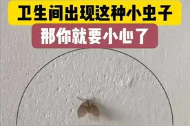 注意！卫生间里这种小飞虫不要随手拍死，不然后果可能很严重图片