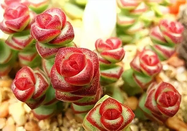 270种常见多肉图谱，一分钟认全！