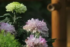重阳，愿安康图片