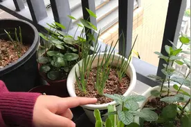 阳台种菜的3个“小窍门”，发芽快长势旺，肥壮油绿，收获很多图片