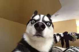 哈士奇的正确饲养方式，不仅不拆家，还会帮助主人干活图片