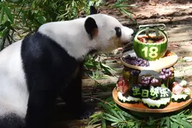 广东旅游：深圳野生动物园有多少种动物？有没有大熊猫？图片