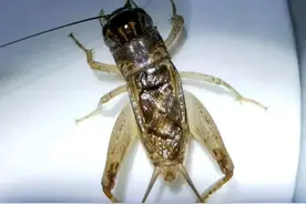 朝花夕拾~蟋蟀的选养斗（一）1、斗蟋的分类和鉴别图片