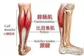 小腿后部肌肉痉挛、抽搐疼痛，原因？怎么应对呢？图片