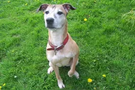 养宠记：狗狗左右腿无缘无故瘸了 宠物狗的腿瘸了无缘无故图片