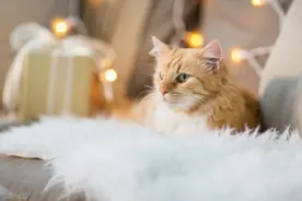 猫咪多久发一次情？什么情况下可以不用绝育？图片