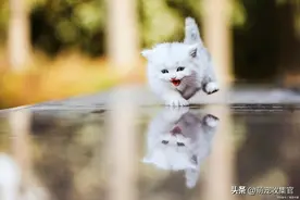 新猫到家太害怕？教你几招，让你与新猫迅速地建立信任关系图片