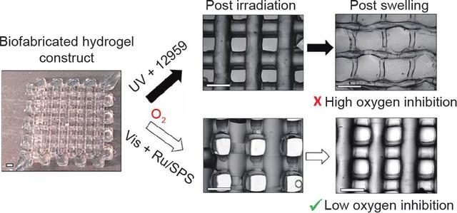 光固化3D生物打印技术的新进展
