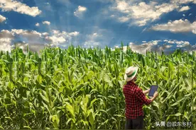 农村俗语“玉米割头，越割越有”靠谱吗？农民别再纠结，答案来了图片