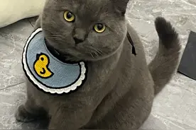 狂飙1600公里，浙江女生追回被偷的喵星人，多亏有这个定位器图片