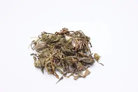 一味良药，可横扫一切疔疮痈疡、红肿热毒，还是女性健康的守护神图片