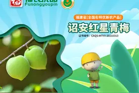 清脆美味满梅香 诏安红星青梅 | 福建省【全国名特优新农产品】图片