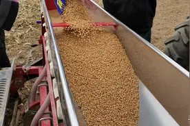 小麦自留种究竟能不能种，会不会造成严重减产图片