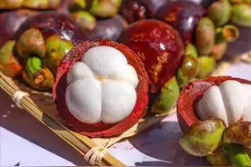 一斤山竹30元，为啥会卖这么贵？看完采摘过程，你就明白贵在哪了图片