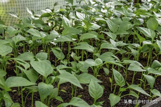 学会自配生根、长叶、坐果肥，还愁蔬菜长不好吗，省钱又实惠
