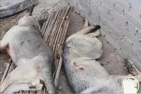 农户家中数十只羊被“狼青”犬咬死，警方：已击毙两只，正寻找主人图片