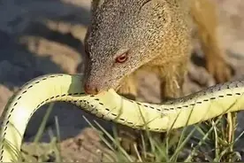 蛇类的“克星”,把捕蛇当乐趣？眼镜王蛇见到它就得逃跑？图片