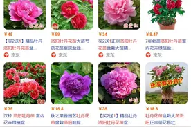 洛阳牡丹苗多少钱一棵？图片